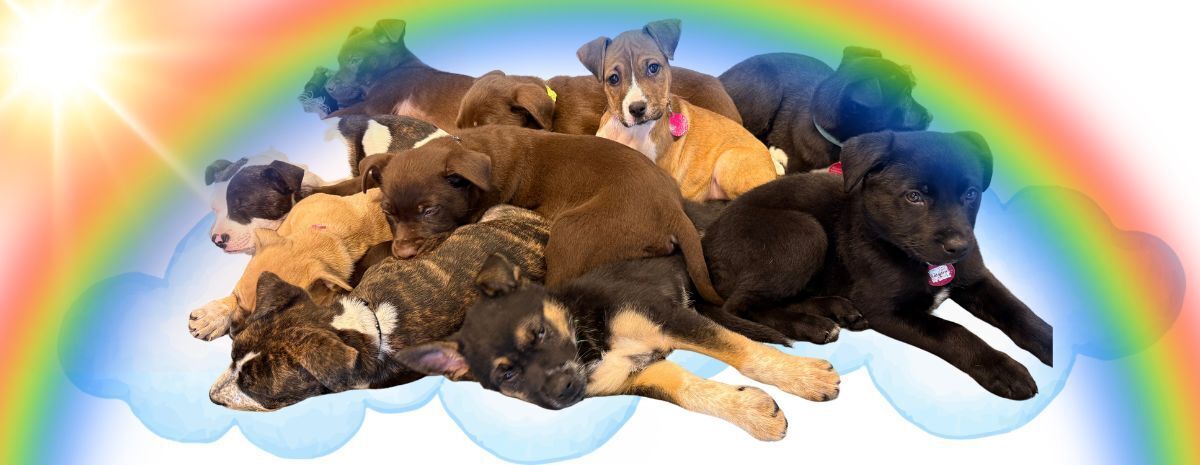 Resilient Hearts Animal Sanctuary
